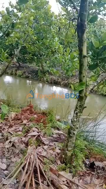 Thuê Đất Vườn Mít Thái Cái Bè 5000m² - Đầu tư dài hạn!