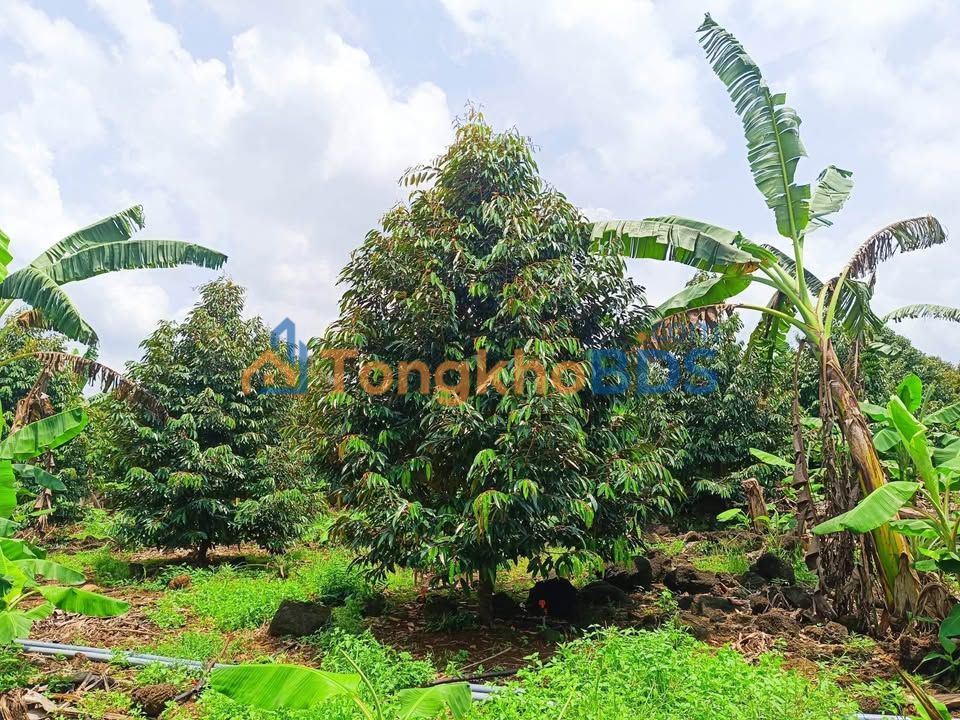 Đất vườn Phú Lộc, Tân Phú 4,3 tỷ/10 năm - Sinh thái xanh