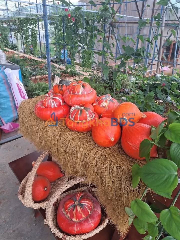 Cho thuê nhà cấp 4 Minh Mạng 2PN 2tr - Ở ngay