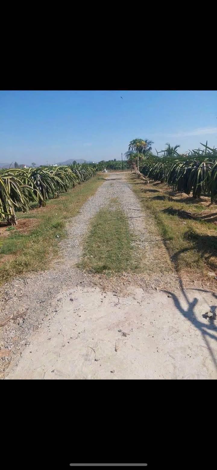 Đất nền Hàm Chính 4000m² giá 470 triệu - Sổ đỏ chính chủ, gần Phan Thiết!