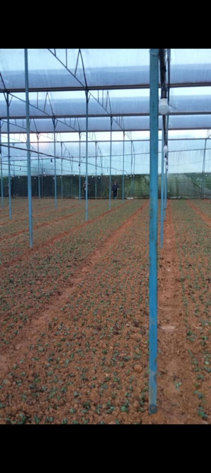 Farm 3 sào Đạ Sar, Lạc Dương giá 120 triệu - Sẵn sàng vào làm ngay!