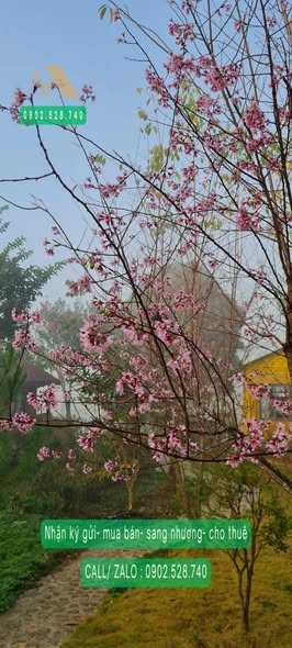 Đất nghỉ dưỡng 939m² Đạ Sar giá 1.4 tỷ - View đẹp sinh thái