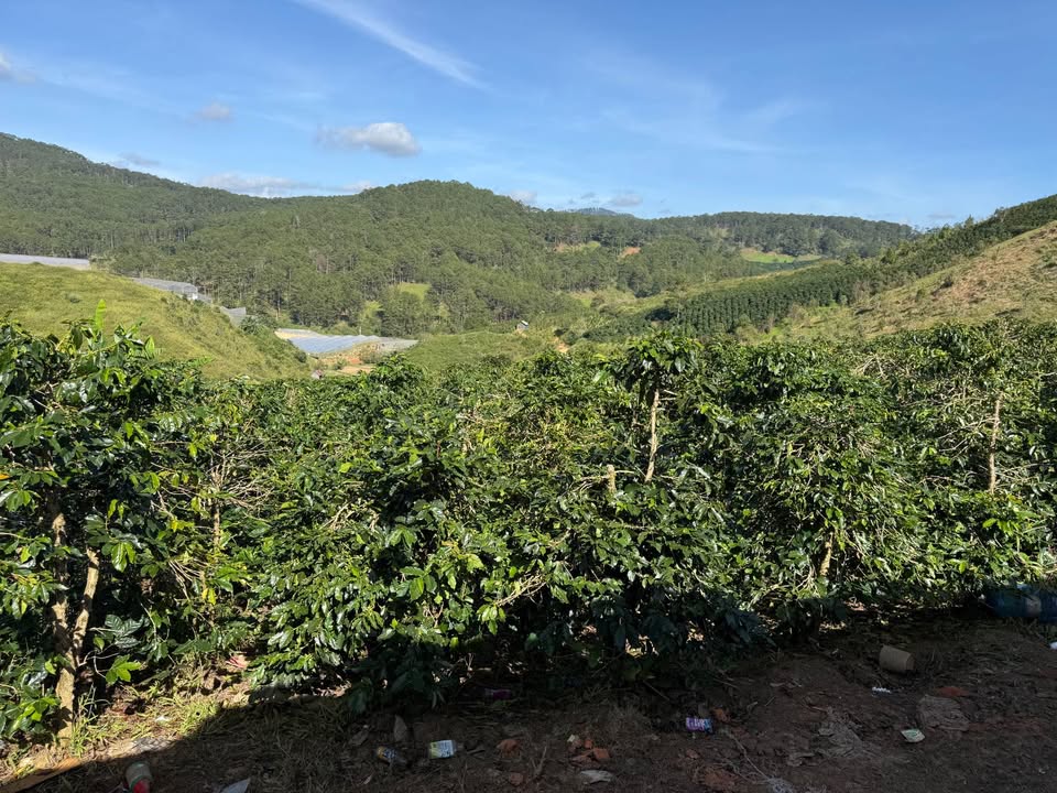 Đất thổ cư 30,000m² tại Đạ Sar - Giá thỏa thuận - Đầu tư lý tưởng!