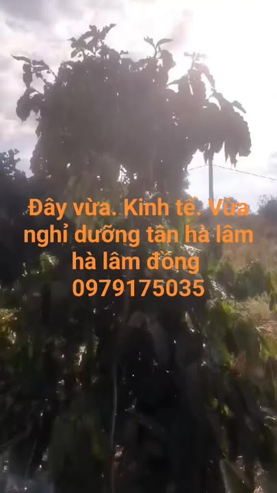 Đất vườn Liên Hà 1800m² - Nghỉ dưỡng lý tưởng, giá tốt