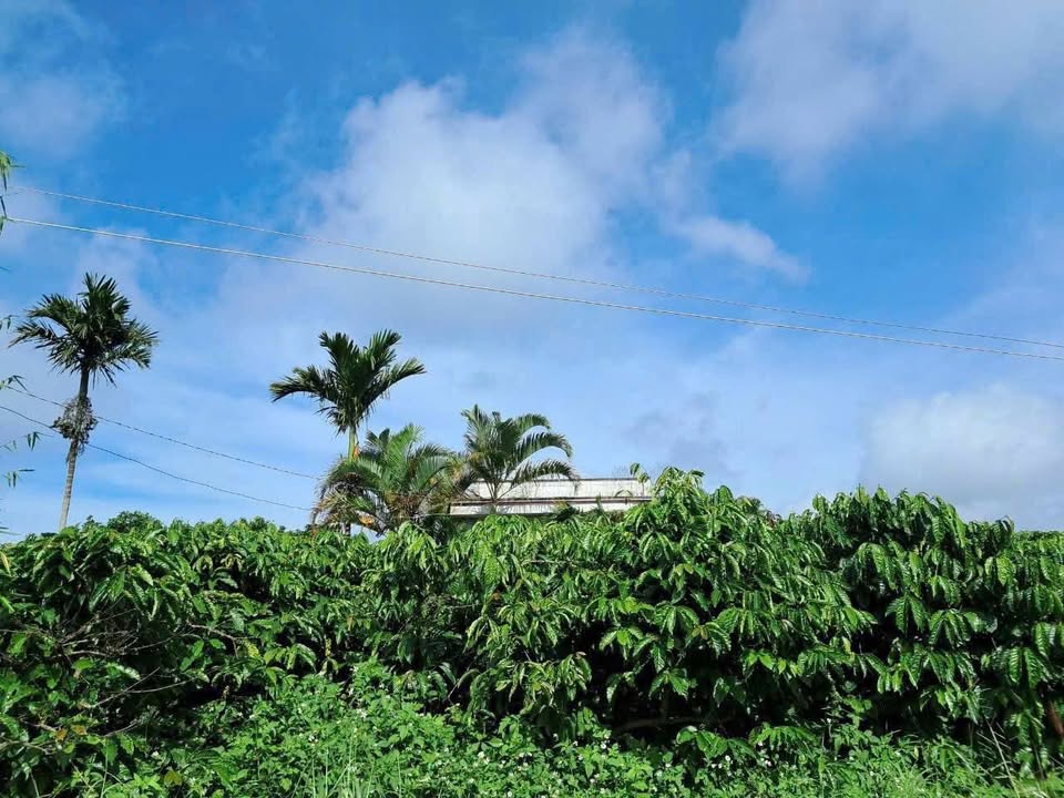 Đất vườn Phi Tô Lâm Hà 3240m² - Đầu tư dài hạn