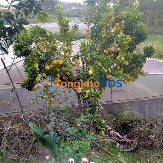 Đất nền Đạ Nhim 2520m² mặt tiền QL27C - Sổ đỏ chính chủ