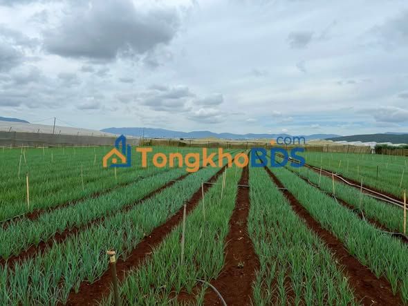 Đất Nền Đơn Dương 7.5 sào giá 7.49 tỷ - Sổ đỏ chính chủ!