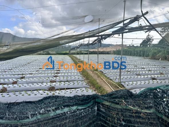 Đất vườn Lạc Xuân Đơn Dương 1368m² - Sinh thái xanh