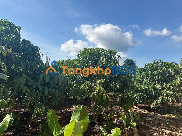 Đất vườn Liên Hà Lâm Hà 1.2ha - Sinh thái xanh