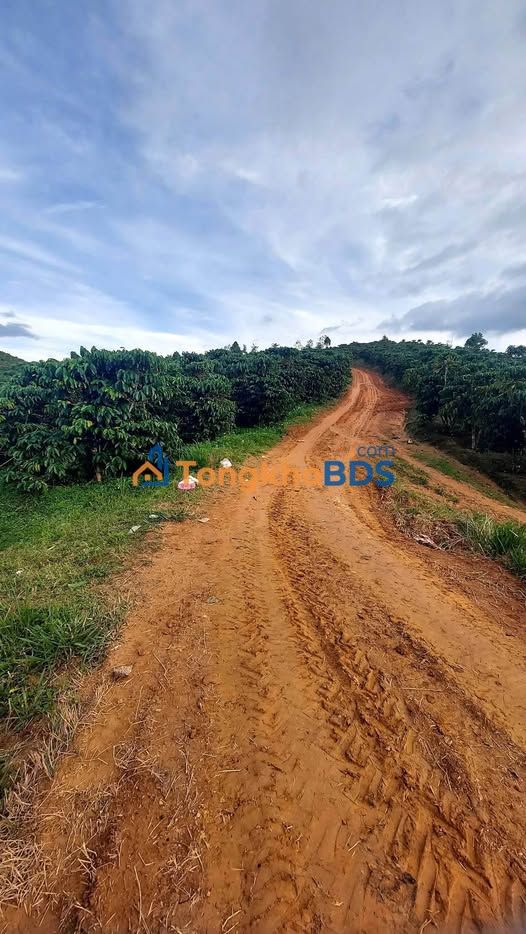 Đất vườn cà phê Tân Thanh Lâm Hà 3,7ha - Đầu tư dài hạn