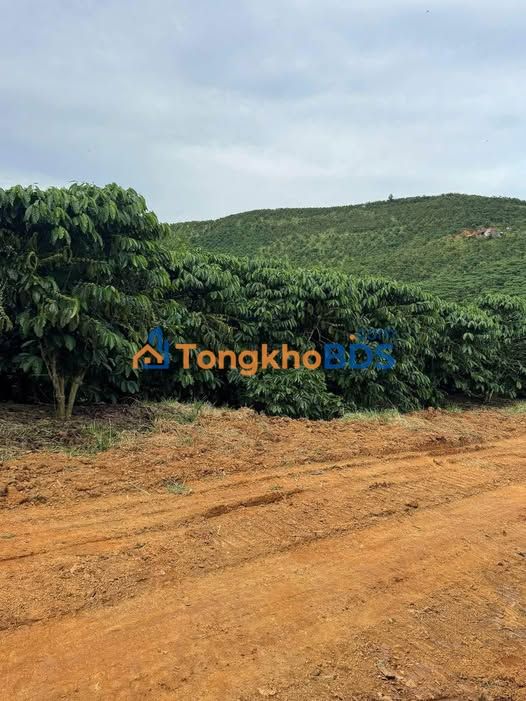 Đất vườn cà phê Tân Thanh Lâm Hà 3,7ha 7,7 tỷ - Đầu tư dài hạn