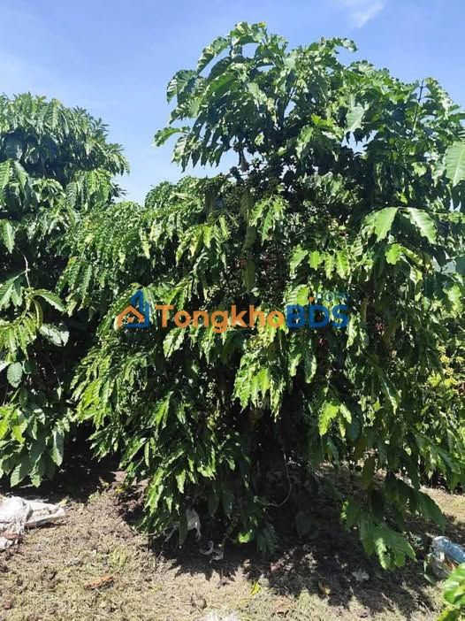 Đất vườn Tân Thanh Lâm Hà 1.7ha giá 5 tỷ - Nghỉ dưỡng lý tưởng
