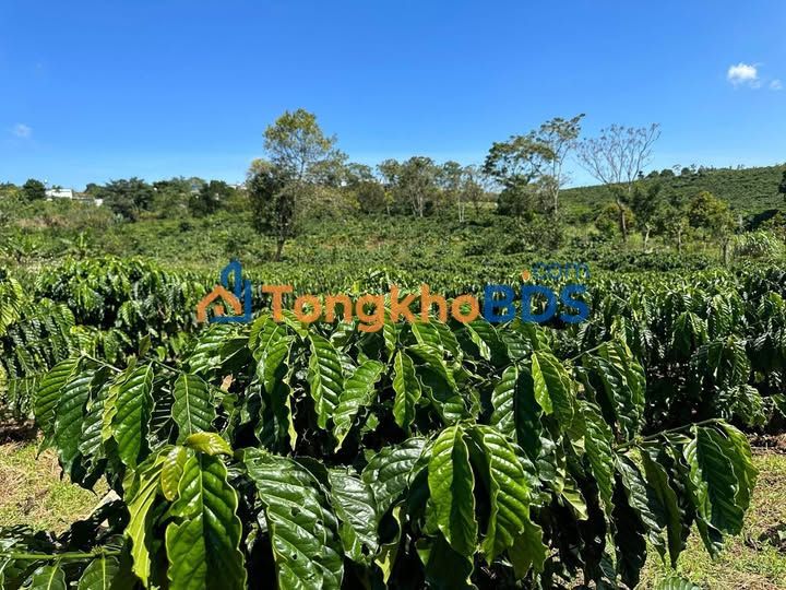 Đất vườn Tân Thanh 1,9ha - Sinh thái xanh, giá đầu tư