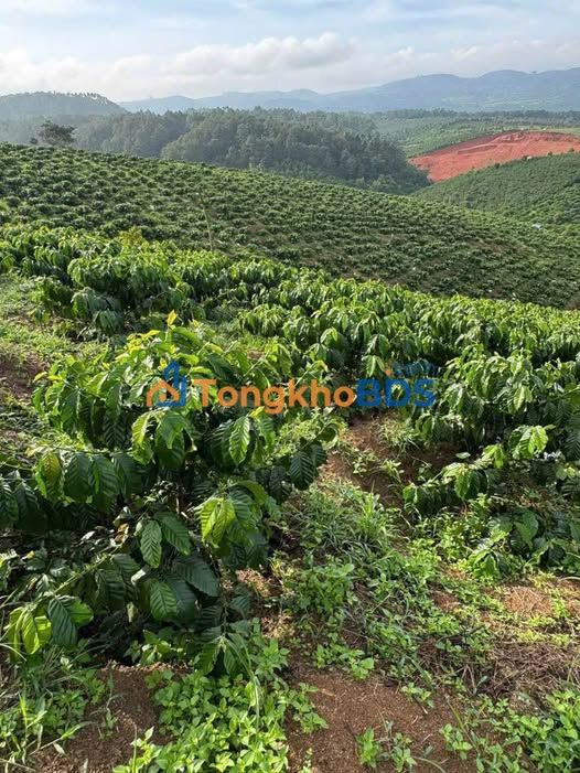 Đất vườn cà phê Tân Thanh Lâm Hà 4.2ha sinh thái xanh