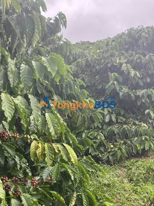 Đất vườn Tân Thanh Lâm Hà 1ha cà phê - Sinh thái xanh