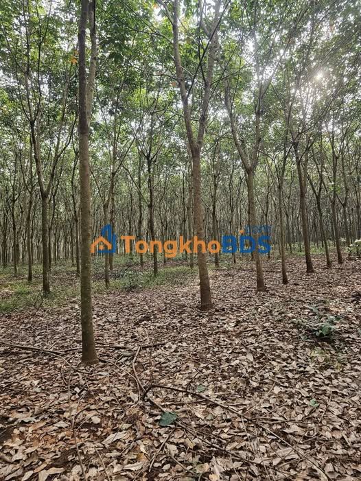 Đất vườn 10ha Thuận Phú Đồng Phú - Đường ô tô vào