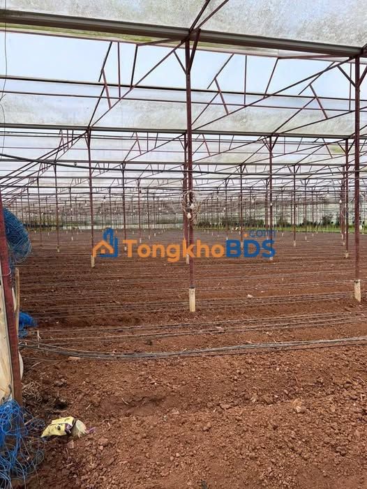 Đất vườn Tu Tra 2ha full nhà kính - Giá đầu tư tốt