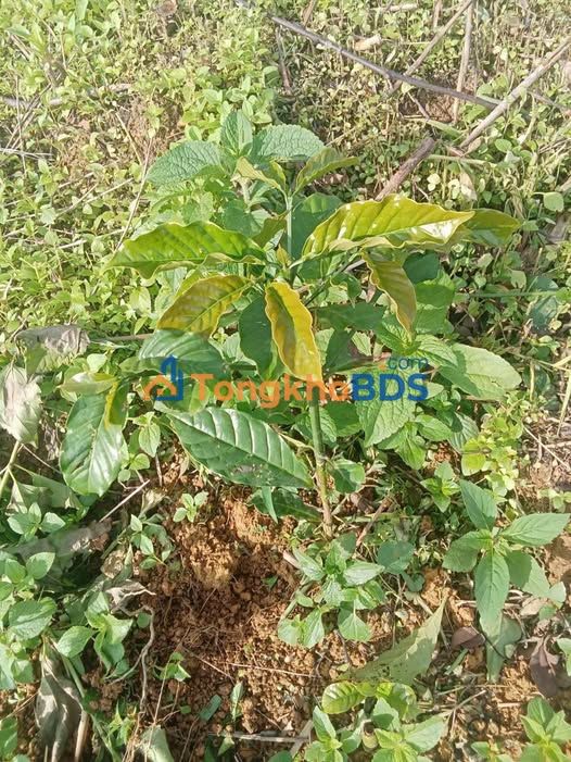 Đất vườn Lộc Bắc 2880m² giá 600 triệu - Sinh thái xanh