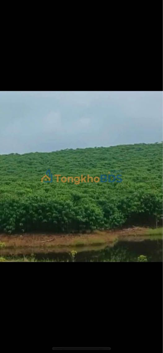 Đất vườn Bình Tân Bắc Bình 9.000m² 4.899 tỷ – Giá đầu tư tốt