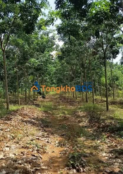 Đất vườn cao su Đồng Tâm 2.2ha - Đầu tư dài hạn