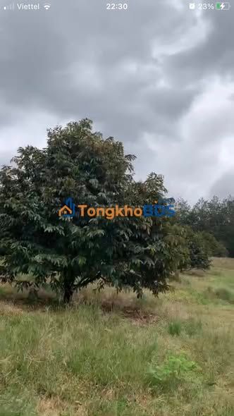 Đất vườn sầu riêng Đồng Phú 1ha giá 2.5 tỷ - Đầu tư dài hạn