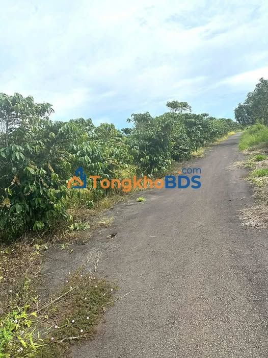 Đất vườn cà phê Lộc Thanh 1.1ha - Nghỉ dưỡng lý tưởng