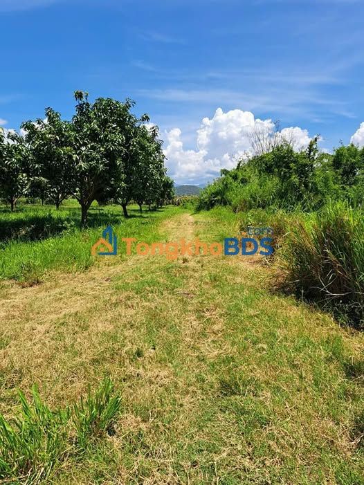 Đất vườn Hàm Trí Bình Thuận 7.800m² - Nghỉ dưỡng lý tưởng