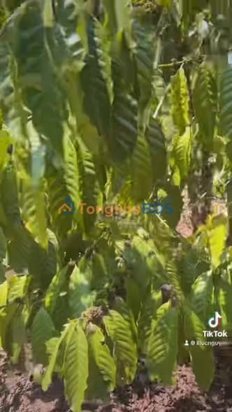 Đất Vườn Lâm Hà 10.000m² - Sổ Đỏ 400m² Thổ Cư, Giá 5.4 Tỷ