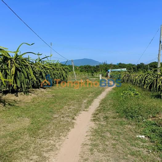 Đất vườn Tân Lập Hàm Thuận Nam 1548m² - Nghỉ dưỡng lý tưởng