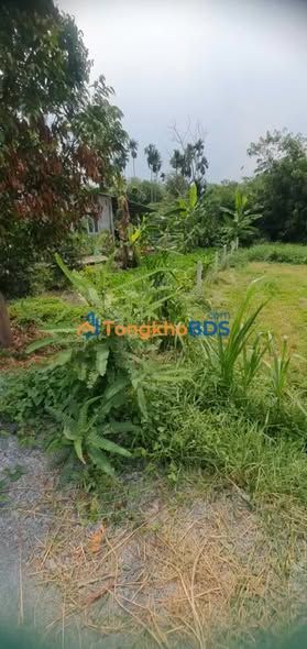 Đất nền An Phú Củ Chi 507m² đường nhựa ô tô