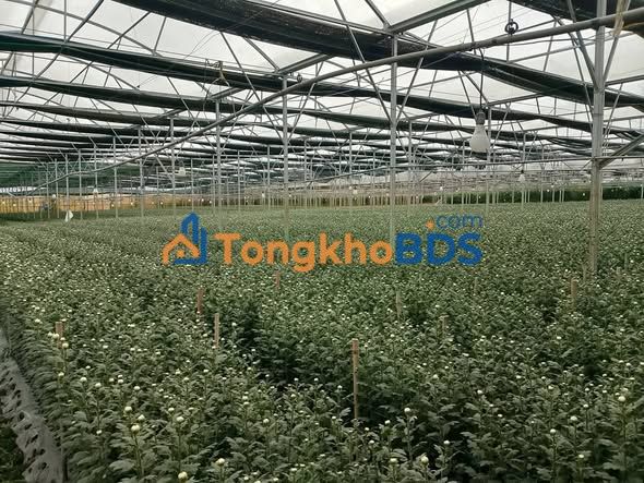 Đất vườn Tu Tra Đơn Dương 1000m² - Nghỉ dưỡng lý tưởng