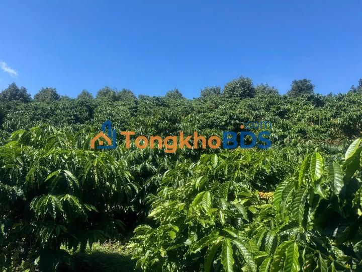 Đất vườn farm Tân Thanh Lâm Hà 1.2ha - Nghỉ dưỡng lý tưởng