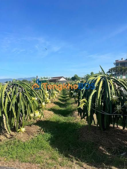 Đất vườn thanh long Mương Mán 8037m² - Đầu tư dài hạn