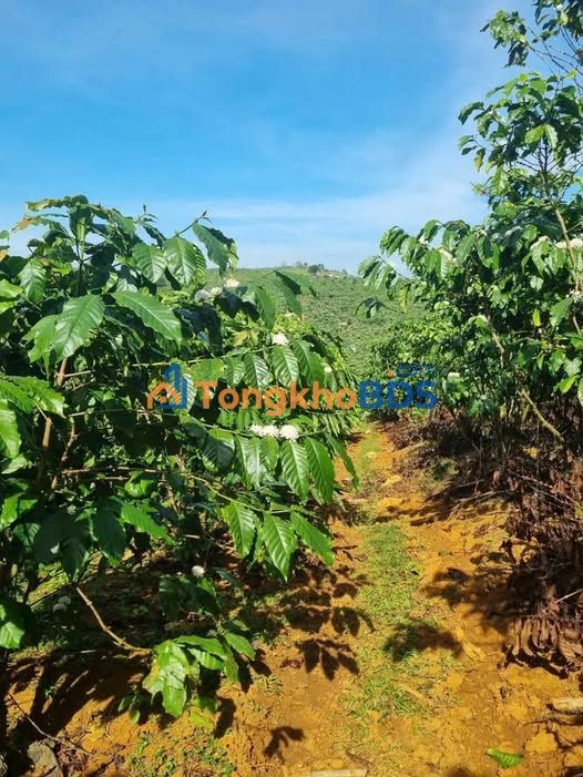 Đất vườn Đạm Bri Bảo Lộc 1368m² - Sinh thái xanh