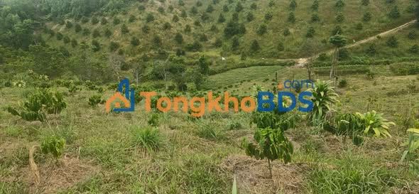 Đất farm Lộc Bắc 1.4ha giá 2.9 tỷ - Sinh thái xanh