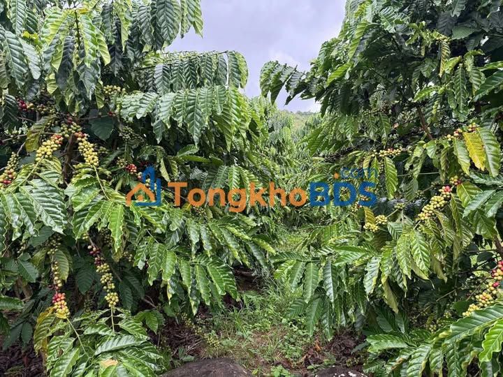 Đất vườn Tân Thanh Lâm Hà 3ha giá 5.2 tỷ - Sinh thái xanh