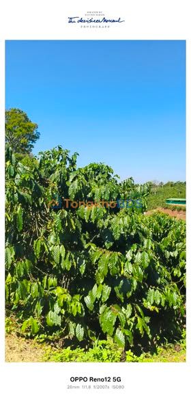 Đất farm Phi Tô 5,4ha - Nghỉ dưỡng lý tưởng