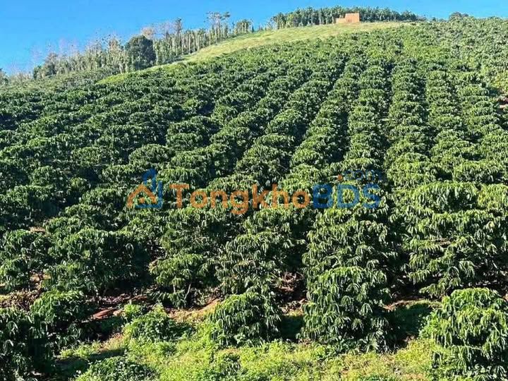 Đất vườn Phi Tô Lâm Hà 2556m² giá 3.8 tỷ - Tiềm năng tăng giá