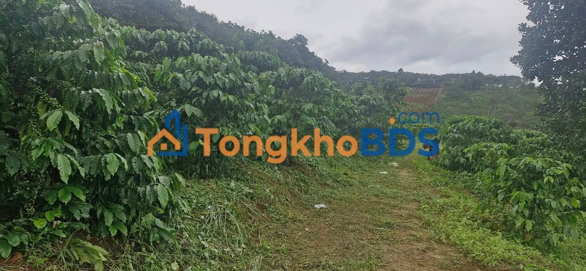 Đất vườn Lộc Bắc 1.1ha giá 2.4 tỷ - Nghỉ dưỡng lý tưởng