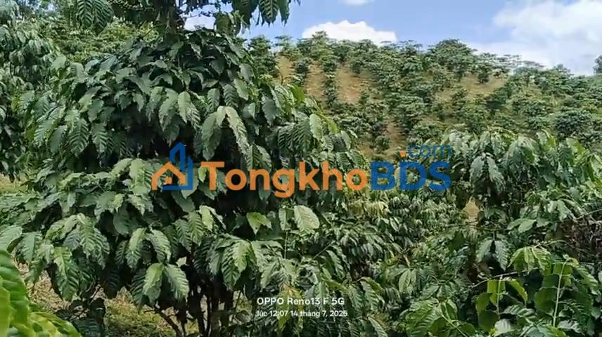 Đất vườn Lộc Bắc 1944m² giá 1.2 tỷ - Sinh thái xanh