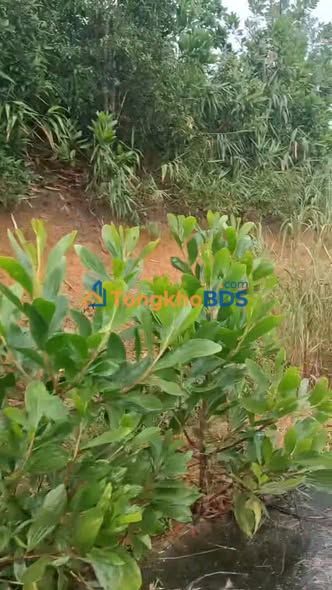 Đất nền Lộc Bắc 1800m² - Đường to ô tô