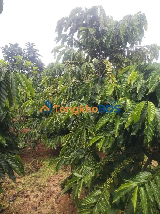 Đất vườn Lộc Bắc 1ha giá 2.45 tỷ - Nghỉ dưỡng lý tưởng