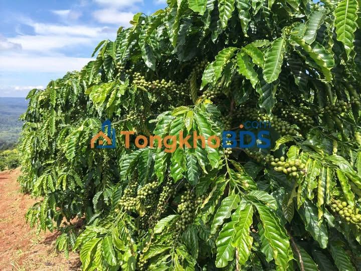 Đất vườn Lộc Bắc Bảo Lâm 1ha cà phê - Giá đầu tư tốt