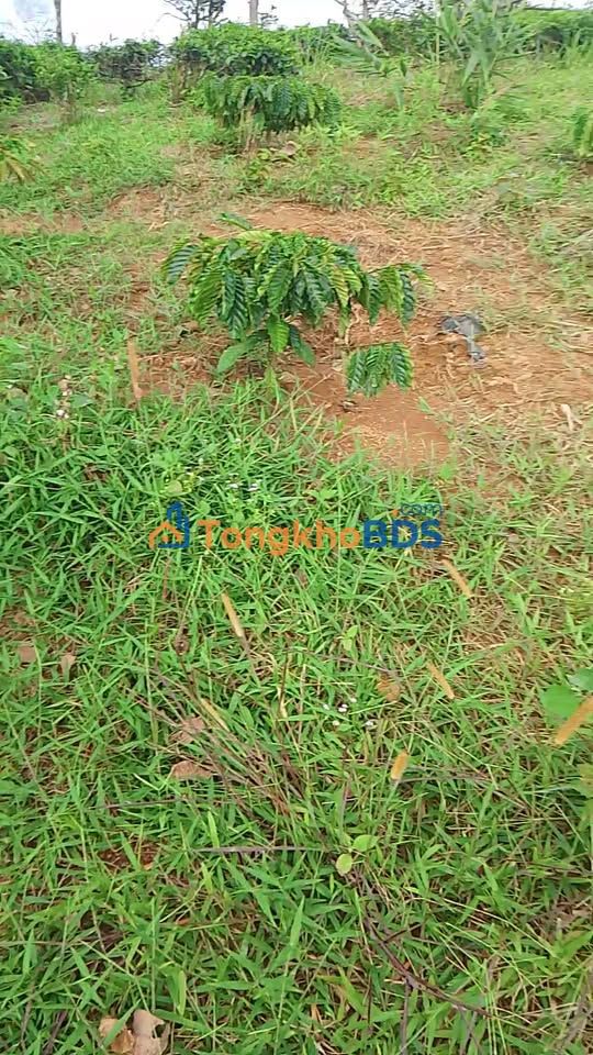 Đất farm Lộc Bắc Bảo Lâm 1908m² giá 636 triệu - Sinh thái xanh