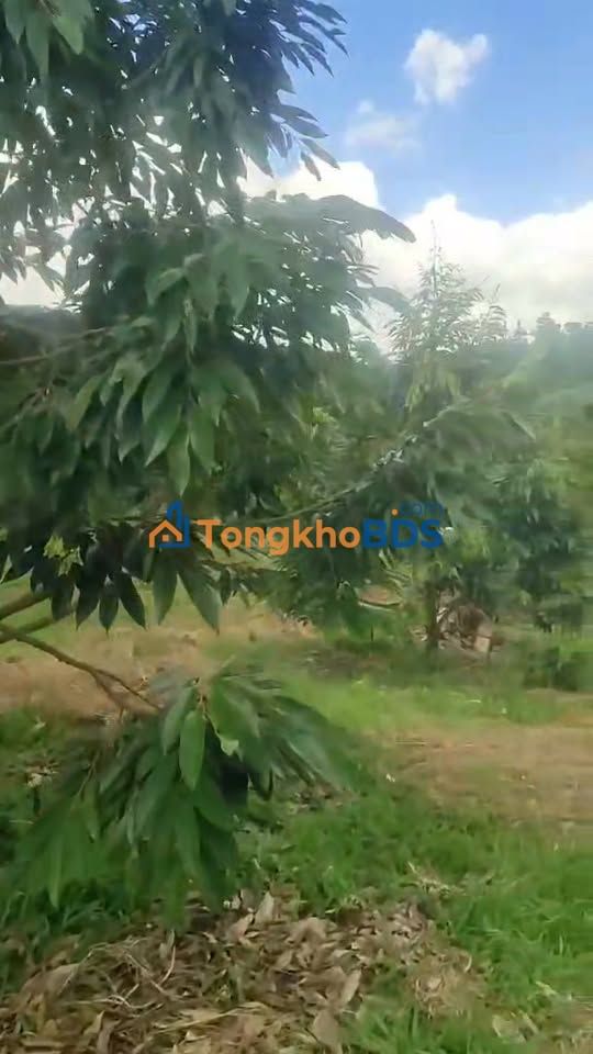 Đất vườn Lộc Bắc 1.2ha giá 3.5 tỷ - Đầu tư dài hạn