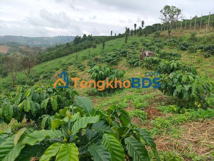 Đất vườn Lộc Bắc Bảo Lâm 792m² - Nghỉ dưỡng lý tưởng