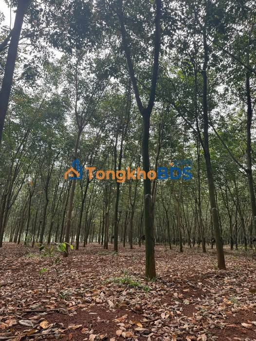 Đất vườn Thuận Phú 4ha giá 11 tỷ - Sinh thái xanh