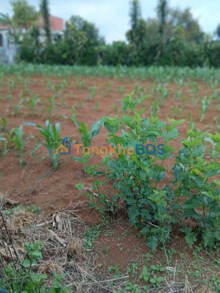 Đất nền Đạm Bri Bảo Lộc 200m² - Đất thổ cư 100%