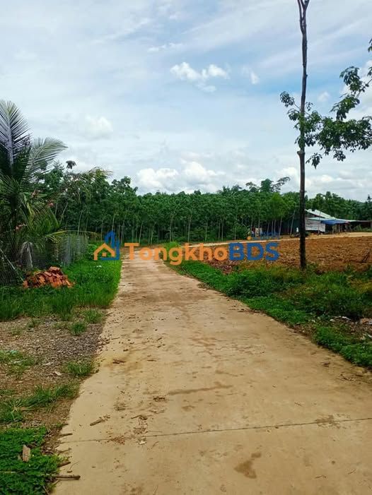 Đất vườn cao su Đồng Tâm 1ha - Đầu tư dài hạn