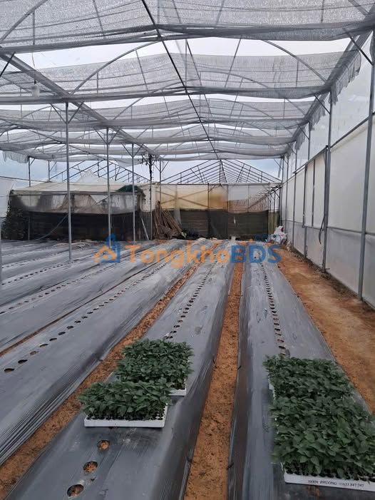 Đất Lạc Xuân 2929m2 giá 3.3 tỷ - Xây dựng tự do